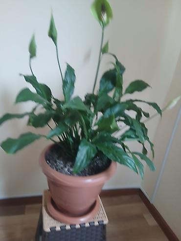 ev gülleri ve adlari: Spathiphyllum (Sülh zanbağı) – otaq bitkisi - Yaşıl, parlaq yarpaqlar — 1