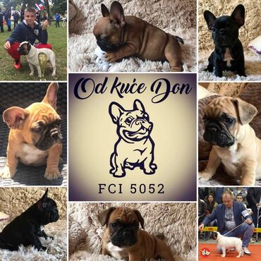 Psi: Odgajivačnica francuskih buldoga "Od kuce don" predstavlja leglo na — 13