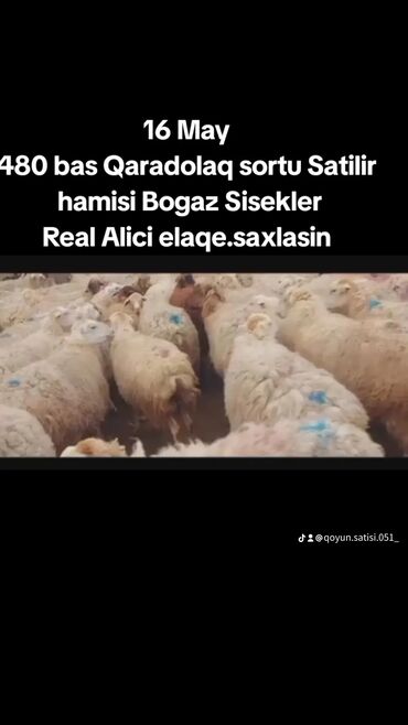 16 may 480 bas qaradolaq sortu Satilir