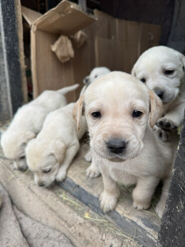 Продажа собак: Щенки светлого окраса лабрадоров/ретриверов 4 мальчика, 3 девочки У — 3