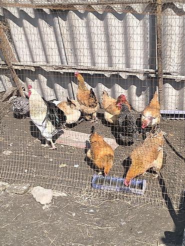 Куры, петухи: Продаю | Куры | Домашняя | Для разведения — 6