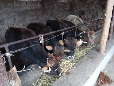 Коровы, быки: Продаю | Бык (самец) | На откорм — 7