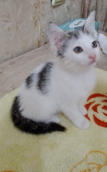 british cat: Bala piwik.Anasl turk anqorasldl.2 ayliqdl.Latok terbiyesi