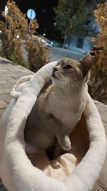купить тайскую кошку: Кошка даром: Сиамская, Девочка — 2