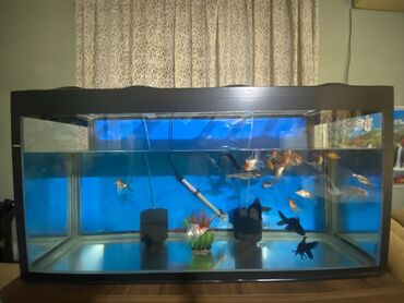 qara pişik şəkilləri: Böyük ölçülü akvarium komplekti - Şüşə akvarium, qara çərçivə ilə -