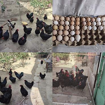 zvanok it type 0: Salam akeykum avstralorp yumurtaları satılır təmiz qandi.istiyen olsa — 1