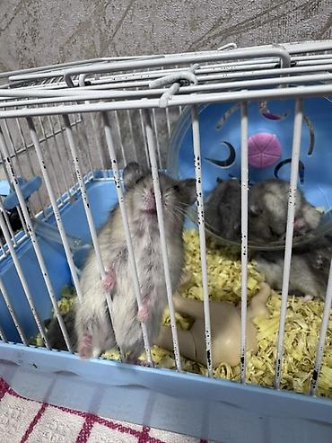 домик для маленькой собаки: Hamster və qəfəs seti - Növ: xırda dekorativ hamsterlər (bir neçə — 2
