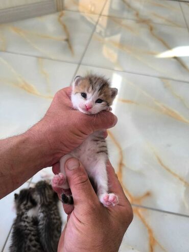 pişik sortlari: Erkək, Yaxşı əllərə, Ünvandan götürmə