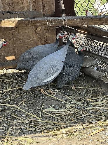 Птицы: 10 голов — 13