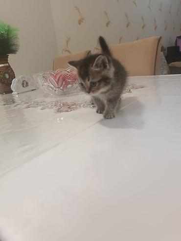 Pişiklər: Britan — 3