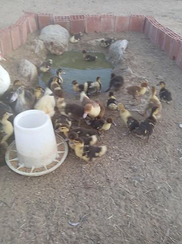 ördək balası və cücə: Muscovy ördəkləri – bala ördəklər - Cins: Muscovy (Hind ördəyi) - — 3
