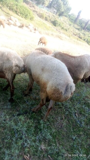 Qoyunlar, qoçlar: Satılır yaş 3 yarım qoçdu tuxumluq — 7