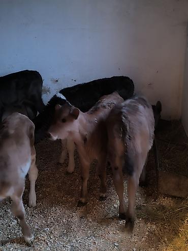 Коровы, быки: Продаю | Музоо, торпок | Для молока | Привязанные — 5