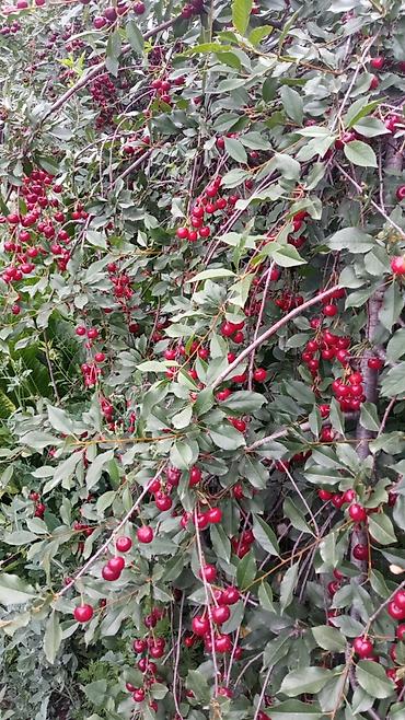 Продажа коттеджей и домов: Продаётся дом, 80 кв. м. 6 комнат, кирпичный, тёплый. Хозпостройки — 28