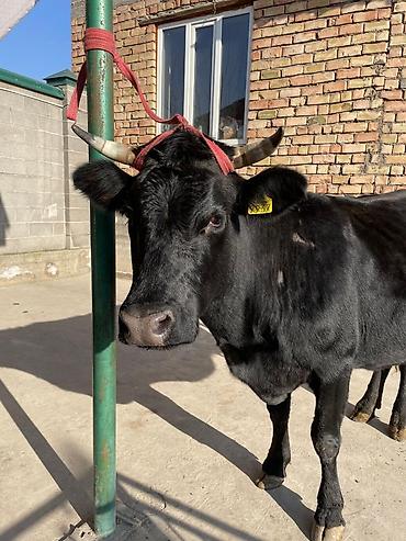 Коровы, быки: Продаю | Корова (самка) | Для молока | Привязанные at lalafo.kg — 9 Коровы, быки: Продаю | Корова (самка) | Для молока | Привязанные — 9