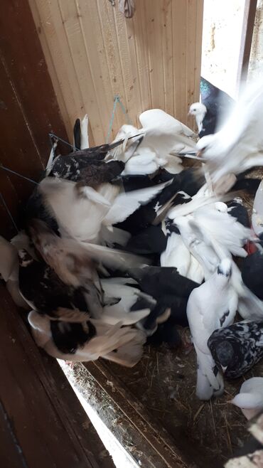 Göyərçinlər: Məhsul: Ev göyərçinləri (bir neçə rəngdə və növdə) Təsvir: - — 8