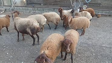 qoyun paltarı: Qoyun sürüsü – qarabaş/qəhvəyi rəngli, yerli ətlik-yunlu tip - Say — 2