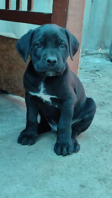 Продажа собак: Кане-корсо, 2 месяца, Самец, С прививкой — 8