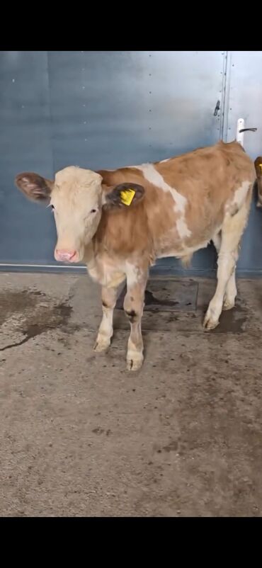 Dana, buzov: Məhsul: Simental cinsli buzovlar Təsvir: - Rəng: açıq-qəhvəyi/ağ — 10