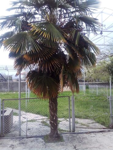 otaq bitkiləri: Palma ağacı satılır 2 ədəd 4 metrdən hundurdu