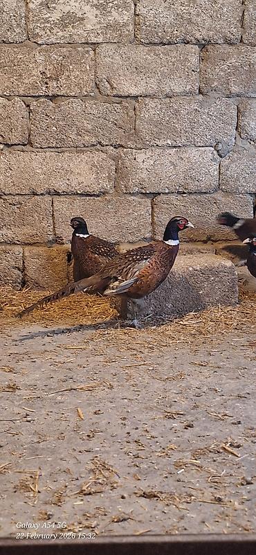 Digər quşlar: Qirqovul Xoruzlar satilir — 1