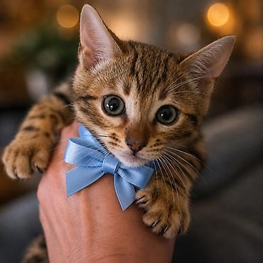 cupavi psi: Registrovana odgajivacnica Melodybengal cat ima dostupne macice i — 1
