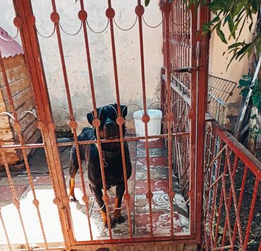 İtlər: Rotveyler, 8 ay, Dişi, Peyvəndli, Ünvandan götürmə