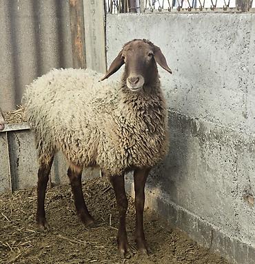 Баран, овца: Продаю | Овца (самка) | На забой, Для разведения — 8