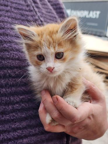Продажа кошек: Котята, помет разноцветный: - Окрас: рыжий длинношерстный, рыжий — 9