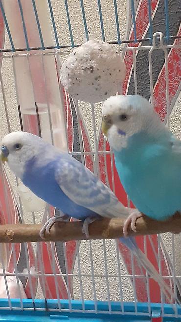 heyvan paltarı: Dalmatin və açıq mavi rəng çalarlarında iki papuqay cütü – qəfəs və — 5