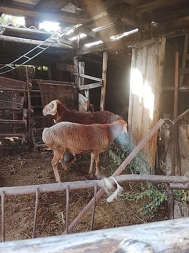 кошка бишкек: Продаю | Баран (самец) | На забой, Для разведения — 1