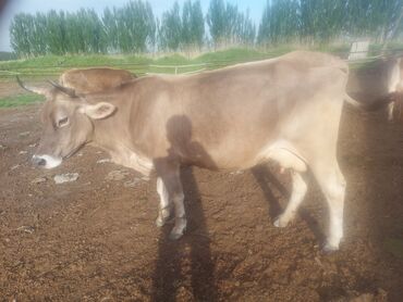 корова голиштин: Продаю | Корова (самка) | Швицкая | Для молока | Стельные