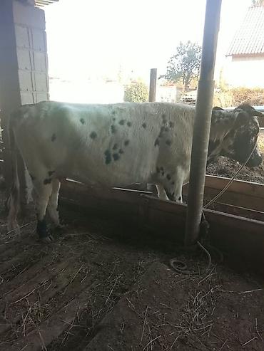 Продам с/х животных: Продаю | Корова (самка) | Для молока | Привязанные — 1