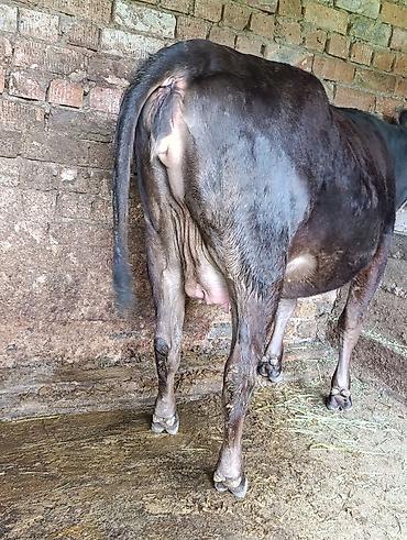 Коровы, быки: Продаю | Корова (самка) — 14