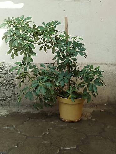 Драцены и Сансевиерии: 🌿✨ ПРОДАЮ КОМНАТНЫЕ ЦВЕТЫ ✨🌿 Украсьте свой дом красивыми и ухоженными — 4