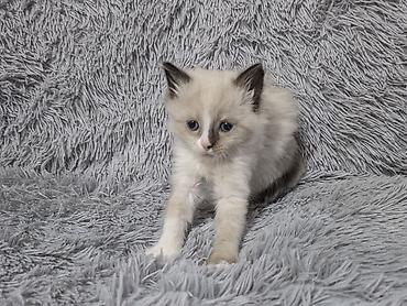 ориентальные котята купить: Котята!!!!!Сиамские Котята, кушают все, к лотку приучены Описание: - — 7