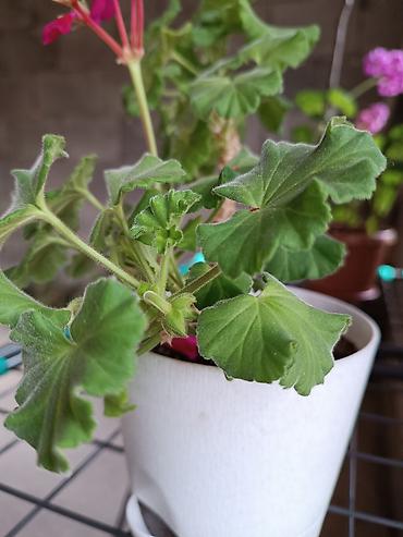 Диффенбахии: Диффенбахия и денежное дерево (толстянка) в горшках Что предлагается — 22