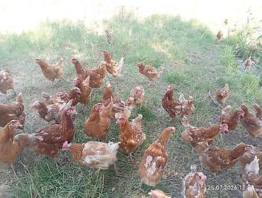 Куры, петухи: Продаю | Куры | Несушки — 5