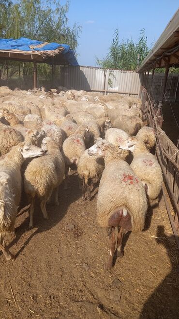 qurbanlıq qoyun qiymətləri: Barterde olunur