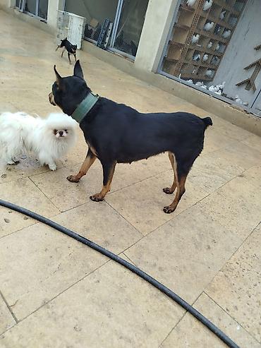 dişi doberman: Doberman, 1 il, Dişi, Peyvəndli, Ödənişli çatdırılma — 1