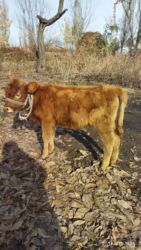 корова молоко литор 10: Продаю | Тёлка, Музоо, торпок | Для разведения