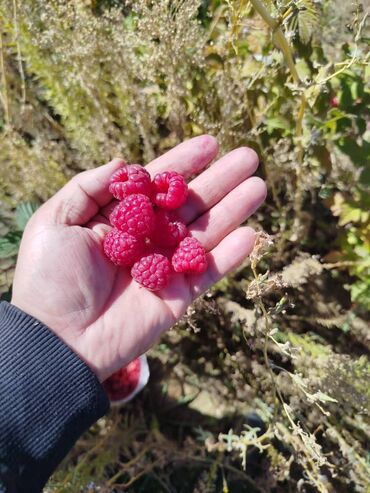 набор инструментов для авто: Малина!!!
Ремонтантный
Сорт-Полана
Урожайный