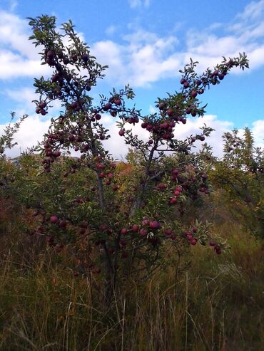 Яблоки: Яблоки — 9