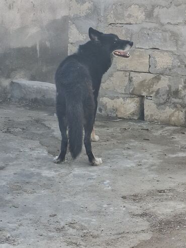 itder: 2 de satlir boz diwdi 2 yawi var volkadardi qara erkeg 1 yawi var