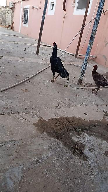 попугай ара цена: Təmiz qara 7ayliqdi qiyməti 100 manat qara qırmızı 6 aylıqdı 70 manat — 2