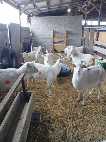 молочные оборудование: Продаю | Коза (самка) | Зааненская | Для разведения, Для молока | Племенные, Котные