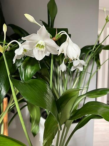 Монстеры: Монстера вариегатная (Monstera deliciosa variegata) — комнатное — 23