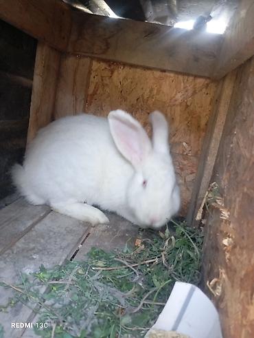 кошки белые: Продаю | Кролик самец | Белый великан | Для разведения — 3