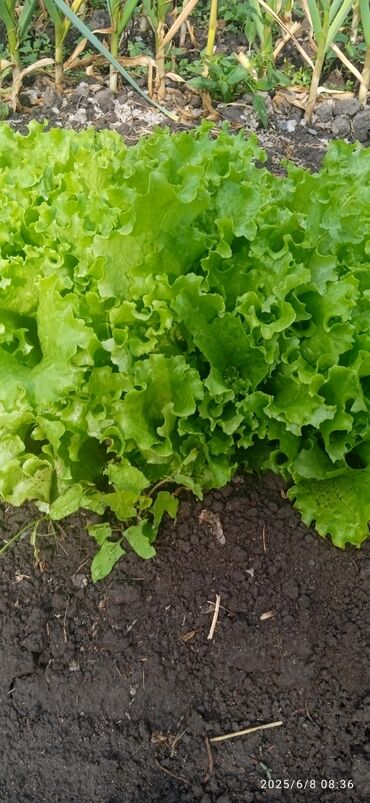 купить набор кухонных ножей: Семена овощей: Самовывоз