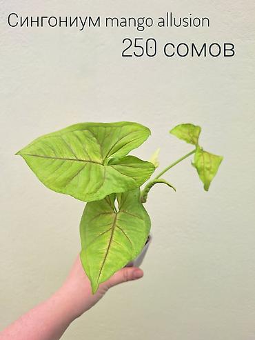 Другие комнатные растения: • Комнатные растения (укоренённые черенки/детки/молодые — 6